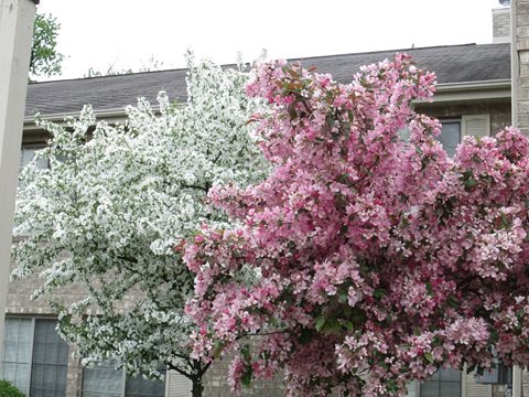 Spring Blossoms
